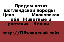 Продам котят шотландской породы › Цена ­ 1 000 - Ивановская обл. Животные и растения » Кошки   